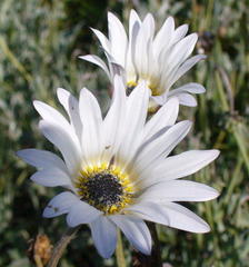 Arctotis pinnatifida