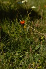 Crepis aurea