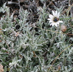 Arctotis pinnatifida