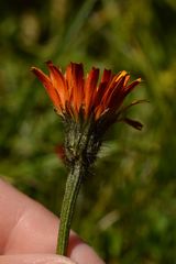 Crepis aurea