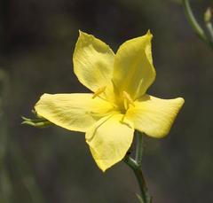 Menodora juncea