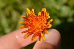 Crepis aurea