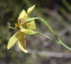 Menodora juncea