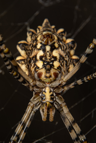 Lobed Argiope