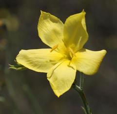 Menodora juncea