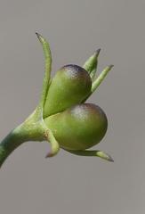 Menodora juncea