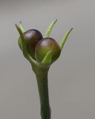Menodora juncea