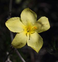 Menodora juncea