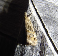 Euchromius cambridgei