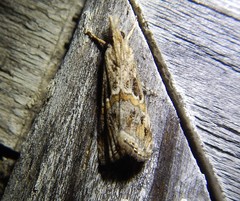 Euchromius cambridgei