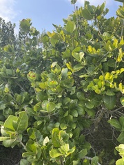 Elaeodendron