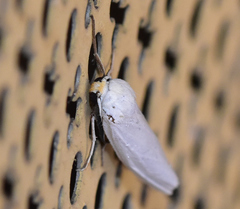 Coscinia chrysocephala