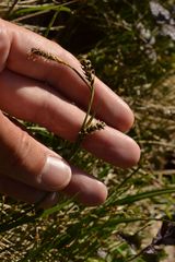 Carex panicea