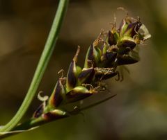 Carex panicea