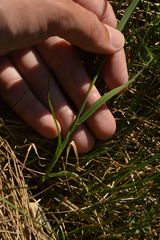 Carex panicea
