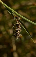 Carex panicea