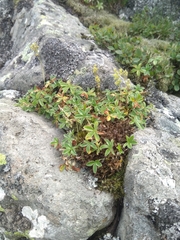 Alchemilla saxatilis