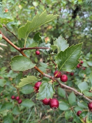Crataegus