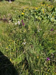 Eriophorum latifolium