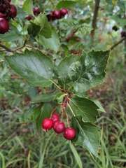Crataegus