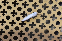 Coscinia chrysocephala