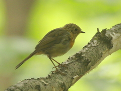 Erithacus rubecula