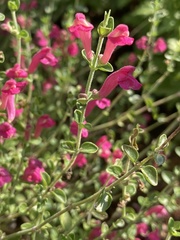 Scutellaria suffrutescens