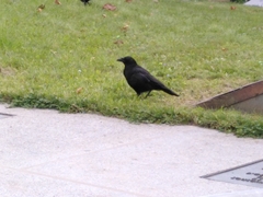 Corvus corone