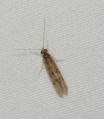 Agraylea