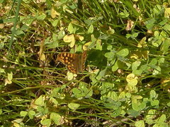 Pararge aegeria aegeria