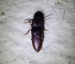 Farsus dubius