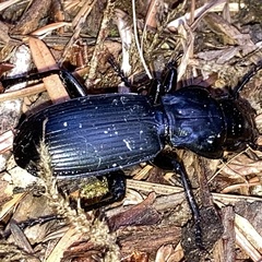 Pterostichus lama