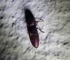 Farsus dubius