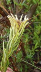 Phylica velutina