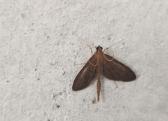 Hymenoptychis sordida