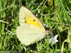 Colias electo electo
