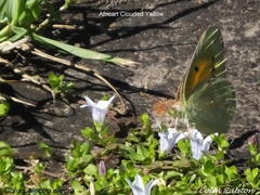 Colias electo electo