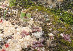 Anacampseros comptonii