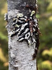 Hypogymnia oceanica