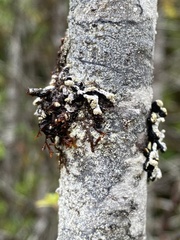 Hypogymnia oceanica