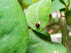 Pentilia chelsea