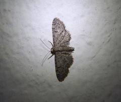Eupithecia ultimaria