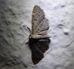 Eupithecia ultimaria