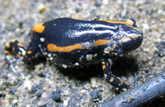Phrynomantis bifasciatus