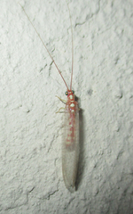 Dysochrysa furcata