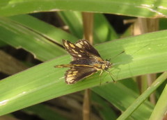 Ampittia dioscorides camertes