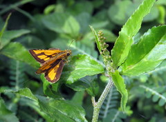 Ampittia dioscorides camertes