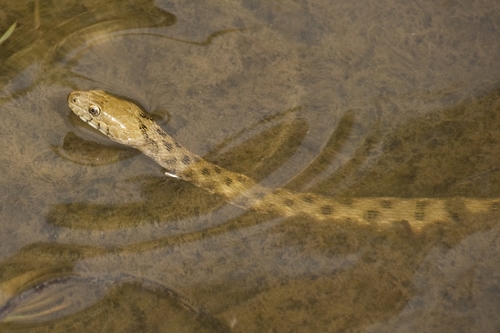 Tessellated Water Snake