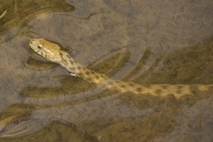 Dice Snake photo 4