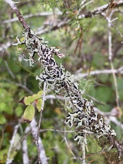 Hypogymnia oceanica